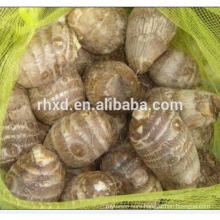 Chinese fresh taro 40g to 120g